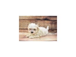 Find malteses for sale in orlando on oodle classifieds. Maltese Puppies Petland Jacksonville Florida