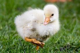 We did not find results for: What Do Ducks Eat In The Wild In Captivity And As A Pet