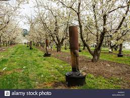Download This Stock Image A Smudge Pot Also Known As A Choofa Or Orchard Heater Is An Oil Burning Device Used To Prevent Fro Fruit Trees Diy Heater Smudging