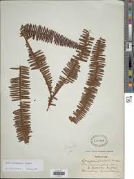 Image result for Gleichenia elongata