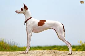 Use the search tool below and browse. Ibizan Hound Dog Breed Facts Highlights Buying Advice Pets4homes