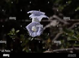 Image result for Bonamia spectabilis