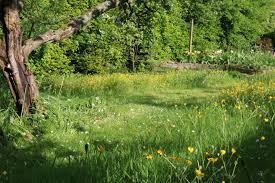 Firm and rake the surface to make a seedbed. How To Create A Wildflower Meadow In Your Garden The Tea Break Gardener