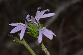 Image result for Ecbolium hastatum