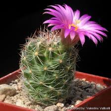 The barbs on these spines resemble a line of fishhooks, says park nobel, an emeritus professor of biology at the university of california, los angeles, and coauthor of the cactus primer and several other books on. Neomammillaria Wilcoxii
