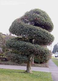 American holly can be lightly pruned almost any time of the year, but keep in mind that if the plants are pruned heavily after. Trees Shrubs And Conifers How Do I Prune Holly Trees 1 By Growin