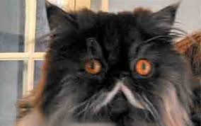 The Dream Cat Magic To My Heart Animals Are Soul