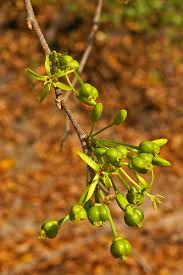 Image result for Cleistanthus schlechteri