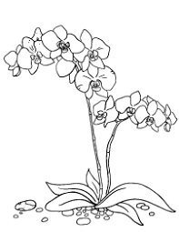 School's out for summer, so keep kids of all ages busy with summer coloring sheets. Orchid Coloring Page Orchid Drawing Flower Drawing Orchids