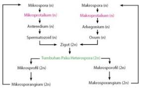 Metagenesis tumbuhan paku penjelasan beserta gambar. Index Of Wp Content Uploads 2018 08