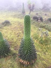 Image result for Lobelia bequaertii