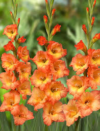Image result for Gladiolus magnificus