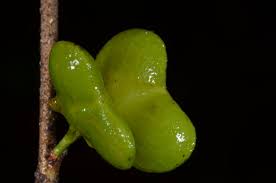 Image result for Mostuea brunonis