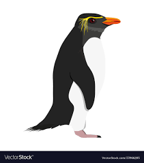 Eudyptes Moseleyi - Northern Rockhopper Penguin Vector Image