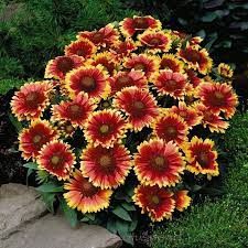 Pin On Flowers And Planters