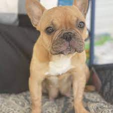 Featured french bulldog mix article. Best French Bulldog Breeders In Ohio 2021 We Love Doodles