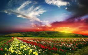 Beautiful flower photo in hd. Flower Landscape Wallpapers Top Free Flower Landscape Backgrounds Wallpaperaccess