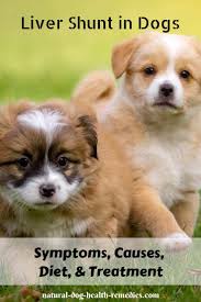 Liver shunt in puppy pomeranians.liver shunt in dogs symptoms. Liver Shunt In Dogs Causes Symptoms Diet Treatment