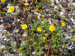 Image result for Chrysanthellum