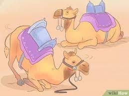 How To Buy A Camel With Pictures Wikihow