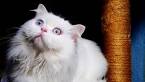 4 Things to Know About Cats With Blue Eyes - Catster