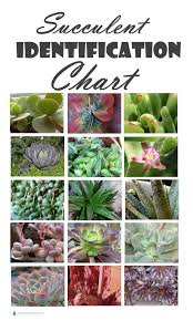 Succulent Identification Chart Find Your Unknown Plant
