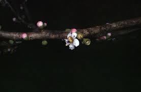 Image result for Bellucia