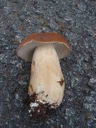 Image result for Boletus separans