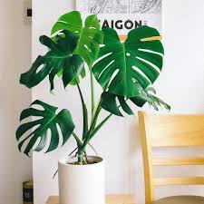 This has made it difficult for botanists to classify monstera species, which explains why this particular species has so many synonyms. Buy Monstera Deliciosa Split Leaf Philodendron Online Garden Goods