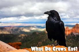 May 14, 2021 · you can buy weaning pellets to feed your baby birds during them time. What Do Crows Eat Crows Diet By Types What Eats Crows