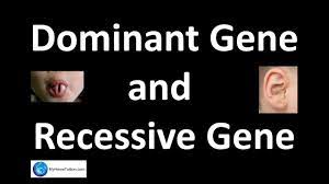 It enables them to keep track of desirable and undesirable traits, determine if they are dominant or recessive. Dominant Gene And Recessive Gene Heredity And Variation Science Youtube