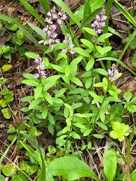 Image result for Polygalaceae