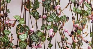 Image result for Ceropegia schultzei