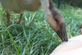 Hand raising sexed goslings is the best way to go if you want geese as pets. Great Reasons To Raise Geese In Your Back Yard Pethelpful