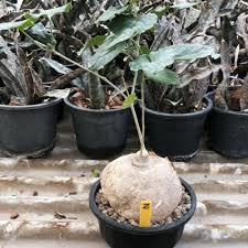 Image result for Pyrenacantha sp. A