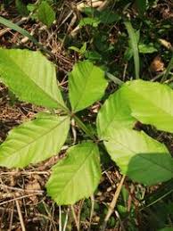 Image result for Paullinia pinnata