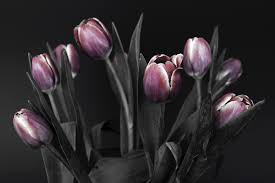 Foto di fiori in bianco e nero. Immagini Belle Natura Astratto Bianco E Nero Fiore Viola Petalo Tulipano Rosa Grazie Avvicinamento Modificato Organo Tulipani Mazzo Di Fiori Fiori Di Primavera Fotografia Macro Risveglio Primaverile Fr Hlingsanfang Pianta Fiorita