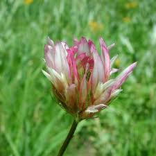 Image result for Trifolium baccarinii