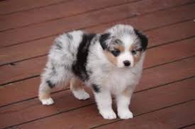 Full description of puppies for sale. Blue Merle Mini Australian Shepherd Puppies For Sale Canyon Creek Aussies