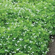 Sweet woodruff, or sweet scented bedstraw ( g. Sweet Woodruff Great Garden Plants