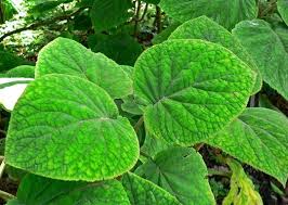 Image result for Bartlettina