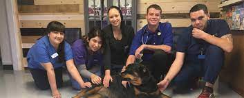 Traditional and alternative veterinarian in san diego the doctors and staff extend a warm welcome to you and your pets. Veterinarians In San Diego Ca Vca Angel Animal Hospital