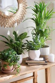 Los amantes de las plantas de interior no saben cómo vivir sin ellas, y transforman cada rincón en un espacio aún más especial con su presencia. 21 Plantas De Interior Resistentes Y Faciles De Cuidar Handfie