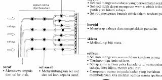 Makanan lho, karena manusia jika sudah tiada akan dimakan oleh makhluk pengurai. Https Gurubesar My Wp Content Uploads 2018 10 54218 Pdf