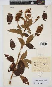 Image result for Eriosema vanderystii