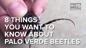 Palo verde beetles are back, just in time to mate. Abc15 Arizona Monsoon Bugs 8 Things You Want To Know About Palo Verde Beetles Facebook