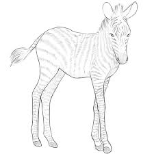 If you're new to our site, i have three kids. How To Draw A Baby Zebra
