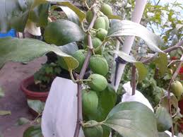 Jom tanam pokok tin, bidara apple & jambu bertih ! Mini Kebun Belakang Rumah Pokok Bidara A Ka Apple Vietnam