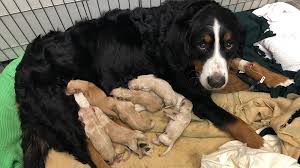 Check spelling or type a new query. Dog Nursing 20 Puppies After Mother Died Needs Help Victoria Rescue Ctv News