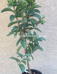 Find here details of companies selling guava plants, for your purchase requirements. Peruvian White Tropical Guava Tree Just Fruits And Exotics